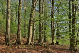 <p>Šluknovsko - Hrazený</p>